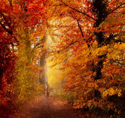 Music For Fall/Autumn