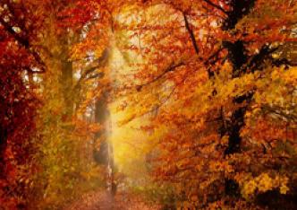 Music For Fall/Autumn